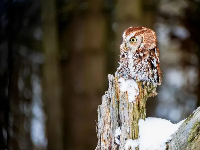 Framed Print : eastern screech-owl perched on post at winter time Framed Print : eastern screech-owl perched on post at winter time
