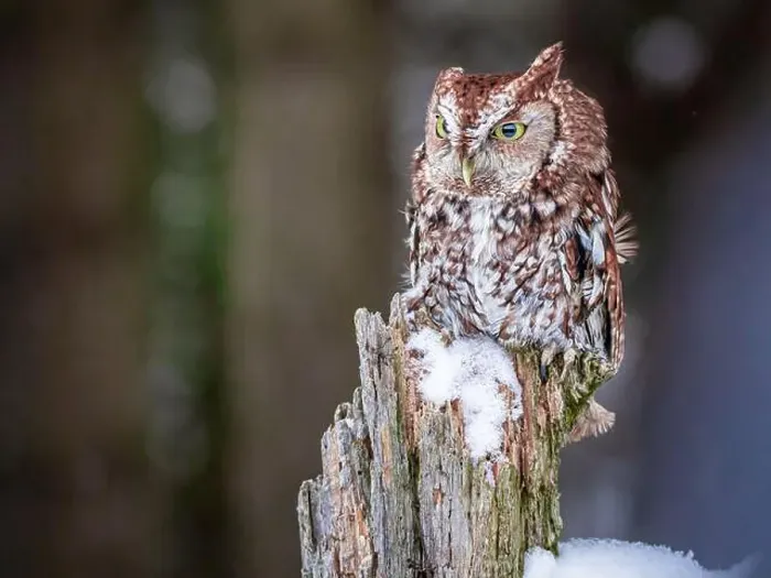 Framed Print : eastern screech-owl perched on post at winter time Framed Print : eastern screech-owl perched on post at winter time