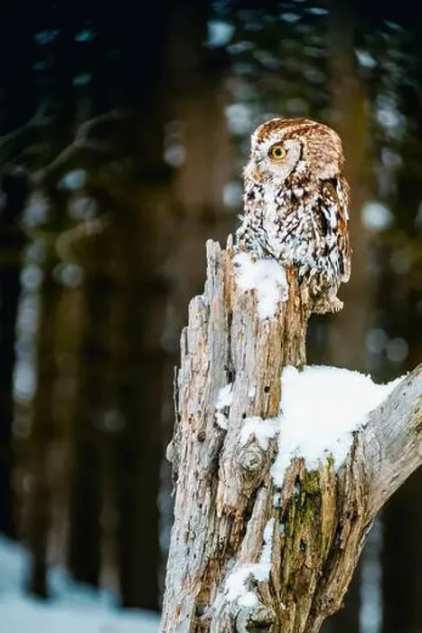Framed Print : eastern screech-owl perched on post at winter time Framed Print : eastern screech-owl perched on post at winter time