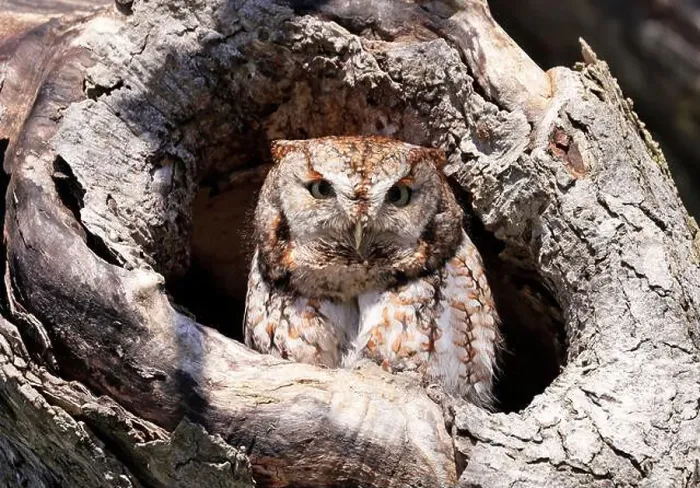 Framed Print : Eastern Screech-Owl sitting in a tree gouge, Canada