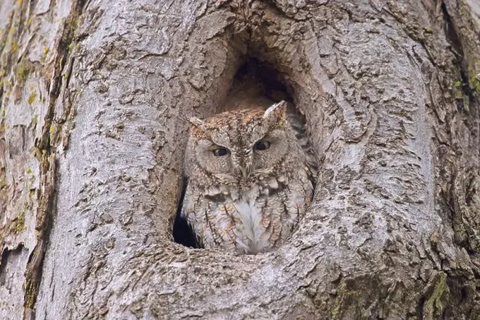 Framed Print : Eastern screech owl slipping in a tree hole, Quebec, Canada Framed Print : Eastern screech owl slipping in a tree hole, Quebec, Canada