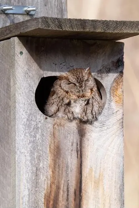 Framed Print : An eastern screech owl suns itself while napping in a birdhouse in Taylor Creek Park in Toronto, Ontario Framed Print : An eastern screech owl suns itself while napping in a birdhouse in Taylor Creek Park in Toronto, Ontario