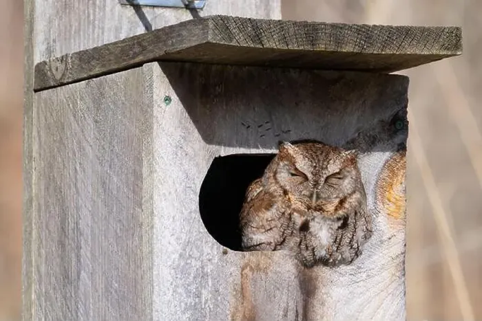 Framed Print : An eastern screech owl suns itself while napping in a birdhouse in Taylor Creek Park in Toronto, Ontario Framed Print : An eastern screech owl suns itself while napping in a birdhouse in Taylor Creek Park in Toronto, Ontario
