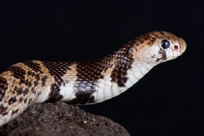 Framed Print : Eastern shield-nose snake (Aspidelaps scutatus fulafula) Framed Print : Eastern shield-nose snake (Aspidelaps scutatus fulafula)