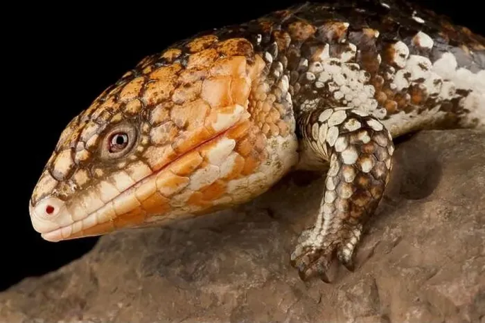 Framed Print : Eastern shingleback skink Goldfield (Tiliqua rugosa rugosa)