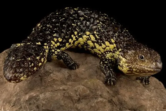 Framed Print : Eastern shingleback skink (Tiliqua rugosa asper)