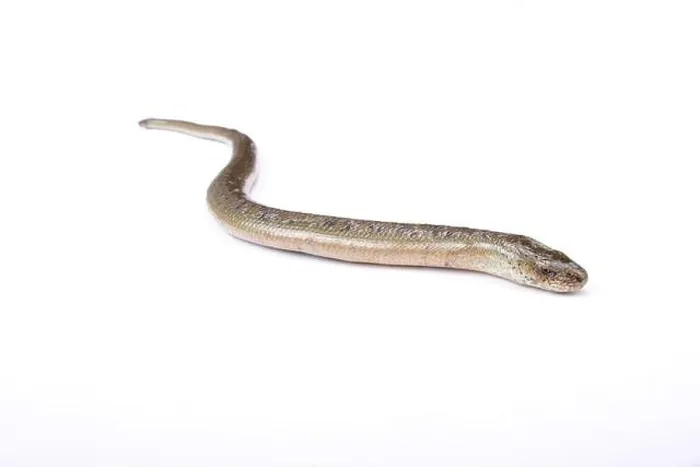 Framed Print : Eastern slow worm (Anguis fragilis colchicus) Framed Print : Eastern slow worm (Anguis fragilis colchicus)