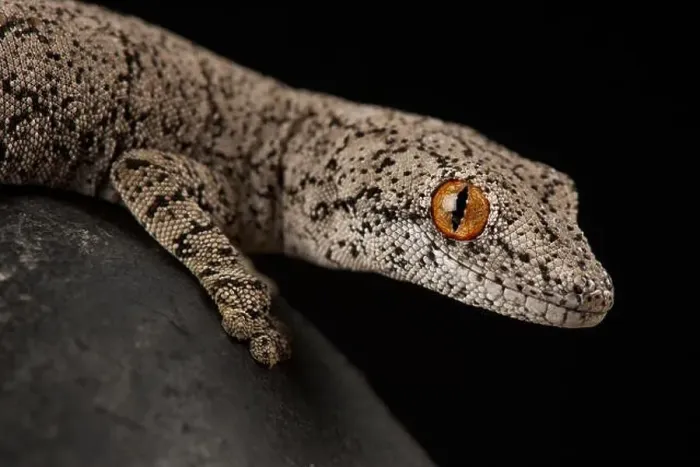 Framed Print : Eastern spiny-tailed gecko (Strophurus intermedius) Framed Print : Eastern spiny-tailed gecko (Strophurus intermedius)