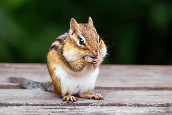 Framed Print : Eating chipmunk, chipmank portrait close-up, outdoors Framed Print : Eating chipmunk, chipmank portrait close-up, outdoors