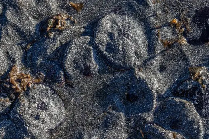 Framed Print : Eccentric Sand Dollar, Dendraster excentricus, covered with sand off Fox Island in Puget Sound, Washington State, USA