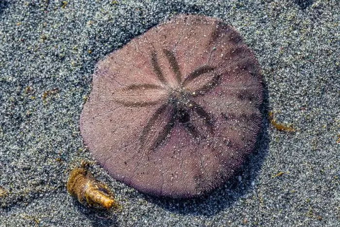 Framed Print : Eccentric Sand Dollar, Dendraster excentricus, burrowing into sand off Fox Island in Puget Sound, Washington State, USA