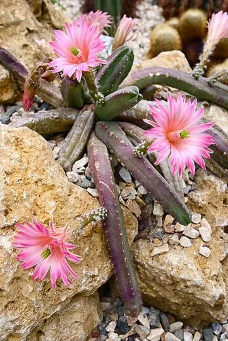 Framed Print : Echinocereus scheeri subsp. gentryi, Cactaceae. Succulent plant, cactus, hanging plant, violet flowers Framed Print : Echinocereus scheeri subsp. gentryi, Cactaceae. Succulent plant, cactus, hanging plant, violet flowers