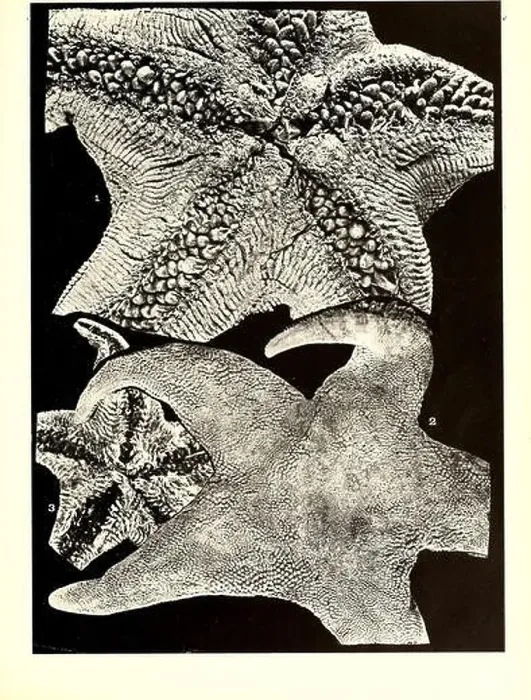 Framed Print : Echinodermata asteroidea. Australasian Antarctic Expedition (1911-1914); Starfishes; Echinodermata Framed Print : Echinodermata asteroidea. Australasian Antarctic Expedition (1911-1914); Starfishes; Echinodermata