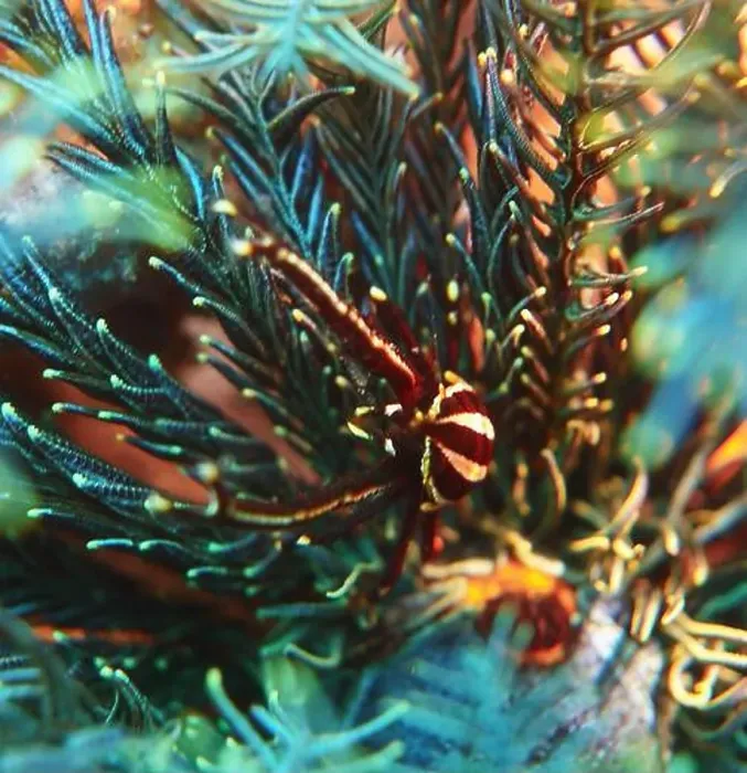 Framed Print : Echinoderms, Deep Sea Exploration 2025 Framed Print : Echinoderms, Deep Sea Exploration 2025