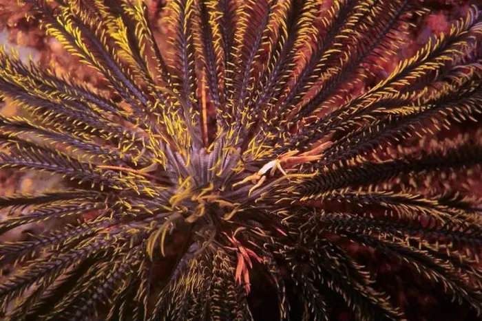 Framed Print : Echinoderms, Deep Sea Exploration 2025 Framed Print : Echinoderms, Deep Sea Exploration 2025