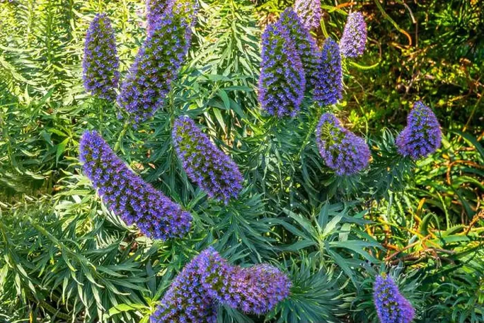 Framed Print : Echium Fastuosum plant in Laguna Beach, California Framed Print : Echium Fastuosum plant in Laguna Beach, California