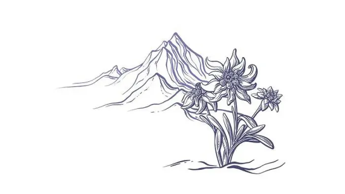 Framed Print : Edelweiss flower, mountain peaks Framed Print : Edelweiss flower, mountain peaks