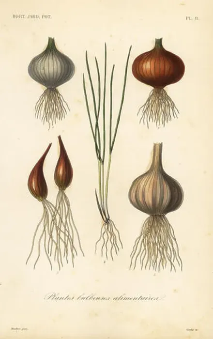 Framed Print : Edible bulbous plants, plantes bulbeuses alimentaires Framed Print : Edible bulbous plants, plantes bulbeuses alimentaires