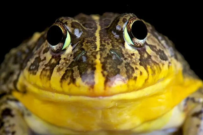 Framed Print : Edible bullfrog (Pyxicephalus edulis) Framed Print : Edible bullfrog (Pyxicephalus edulis)
