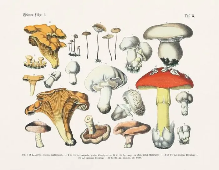 Framed Print : Edible Mushrooms Framed Print : Edible Mushrooms