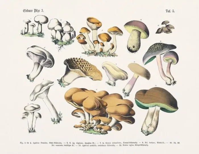 Framed Print : Edible Mushrooms Framed Print : Edible Mushrooms