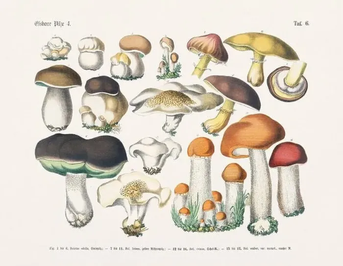 Framed Print : Edible Mushrooms Framed Print : Edible Mushrooms