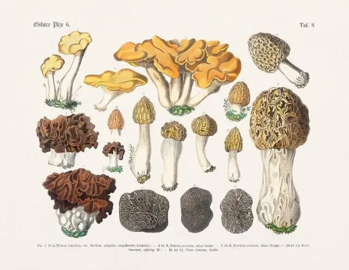 Framed Print : Edible Mushrooms Framed Print : Edible Mushrooms