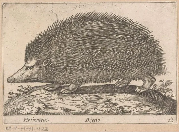 Framed Print : Egel; Herinaceus / wealth; Dien en fabelwezens; New collection of the cooks of the curious deli Framed Print : Egel; Herinaceus / wealth; Dien en fabelwezens; New collection of the cooks of the curious deli