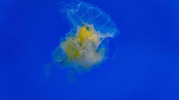 Framed Print : Egg Yolk Jellyfish floating solo Framed Print : Egg Yolk Jellyfish floating solo
