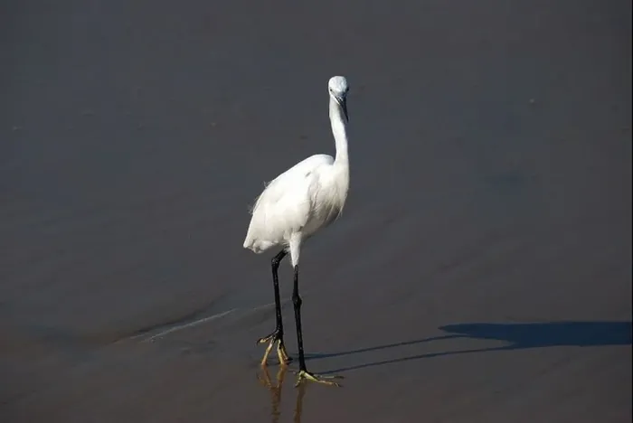 Framed Print : egret; a species of crane, bharatpur bird sanctuary, india
