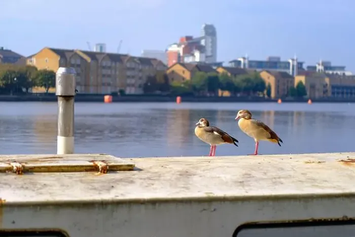 Framed Print : Egyptian Geese sitting in the sun, Millwall Outer Dock, Isle of Dogs, London. September 2024 Framed Print : Egyptian Geese sitting in the sun, Millwall Outer Dock, Isle of Dogs, London. September 2024