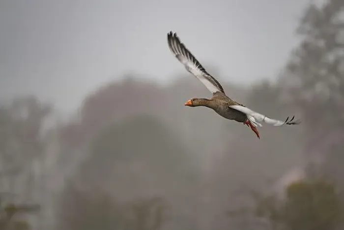 Framed Print : Egyptian goose flying through the air and about to land Framed Print : Egyptian goose flying through the air and about to land