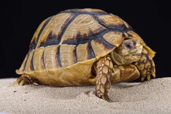 Framed Print : Egyptian tortoise (Testudo kleinmanni) Framed Print : Egyptian tortoise (Testudo kleinmanni)