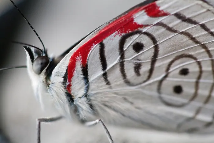 Framed Print : 'Eighty-eight butterfly, ' Diaethria sp. Common name derived from the markings on its hind wings that resemble an '88.' Framed Print : 'Eighty-eight butterfly, ' Diaethria sp. Common name derived from the markings on its hind wings that resemble an '88.'