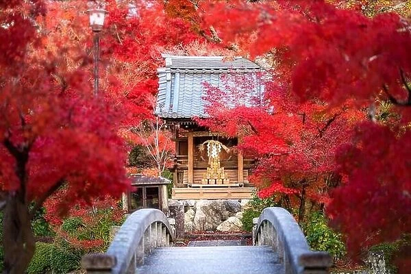 Eikando or Eikan-do Zenrinji shrine garden and bridge with red, yellow maple carpet at peak fall foliage color during late November in Kyoto, Japan. F