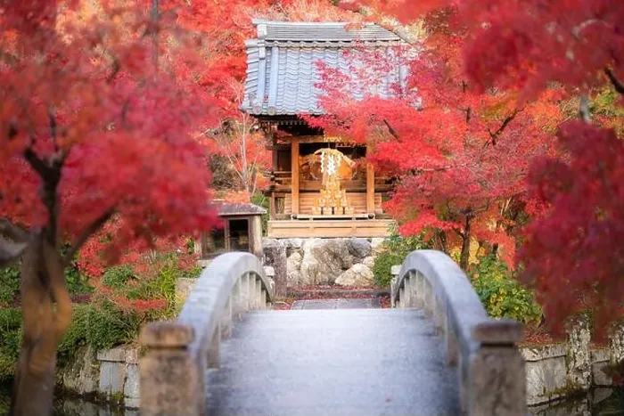 Framed Print : Eikando or Eikan-do Zenrinji shrine garden and bridge with red, yellow maple carpet at peak fall foliage color during late November in Kyoto, Japan. F Framed Print : Eikando or Eikan-do Zenrinji shrine garden and bridge with red, yellow maple carpet at peak fall foliage color during late November in Kyoto, Japan. F