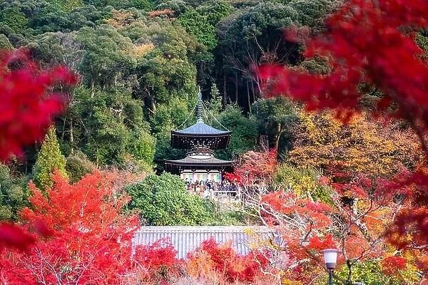Eikando Zenrinji Temple with red, yellow maple carpet at peak fall foliage color during late November in Kyoto, Japan. Famous landmark to see autumn l