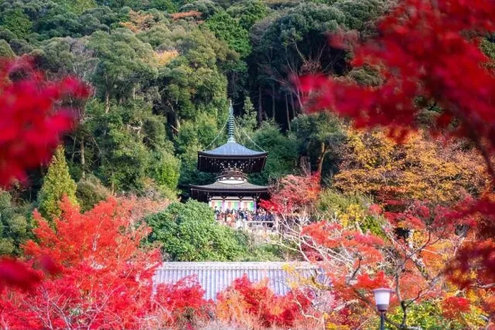 Framed Print : Eikando Zenrinji Temple with red, yellow maple carpet at peak fall foliage color during late November in Kyoto, Japan. Famous landmark to see autumn l