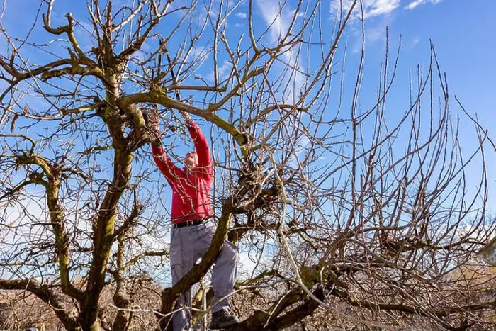 Framed Print : Elderly man, gardener is climbed up in treetop, he is pruning branches of fruit trees using loppers at early springtime Framed Print : Elderly man, gardener is climbed up in treetop, he is pruning branches of fruit trees using loppers at early springtime