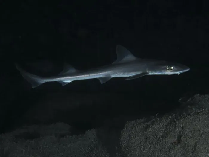 Framed Print : An elegant Common smooth-hound (Mustelus mustelus) swims in the dark Framed Print : An elegant Common smooth-hound (Mustelus mustelus) swims in the dark