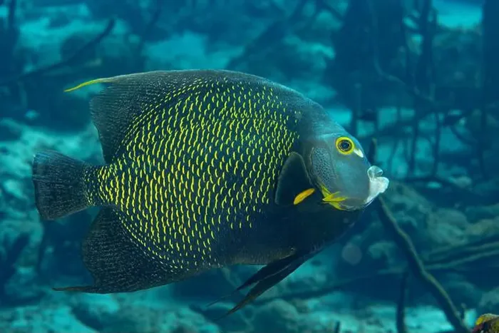 Framed Print : An elegant French Angelfish or Pomacanthus paru glides through the tropical waters of Bonaire Framed Print : An elegant French Angelfish or Pomacanthus paru glides through the tropical waters of Bonaire