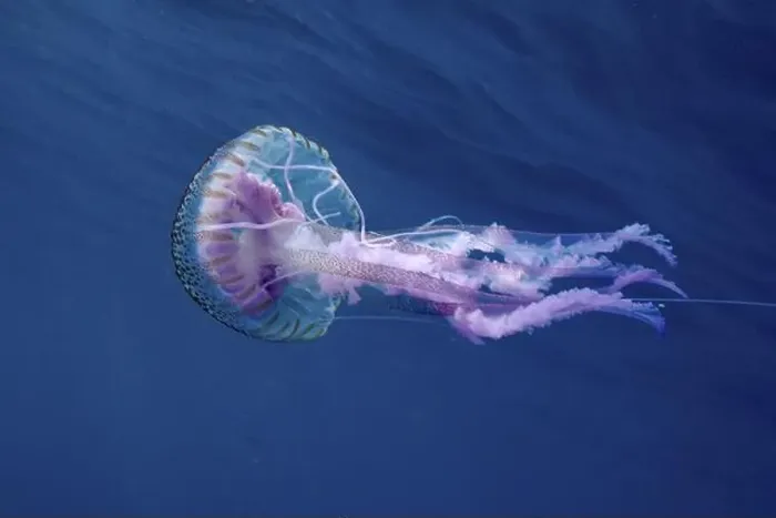 Framed Print : Elegant luminous jellyfish (Pelagia noctiluca) floating in the blue depths of the ocean Framed Print : Elegant luminous jellyfish (Pelagia noctiluca) floating in the blue depths of the ocean