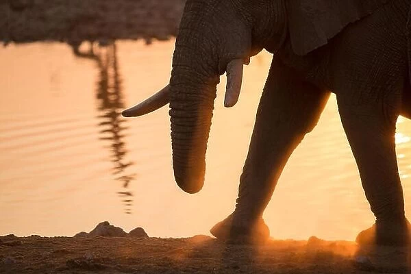 Elephant abstract walking through sunset