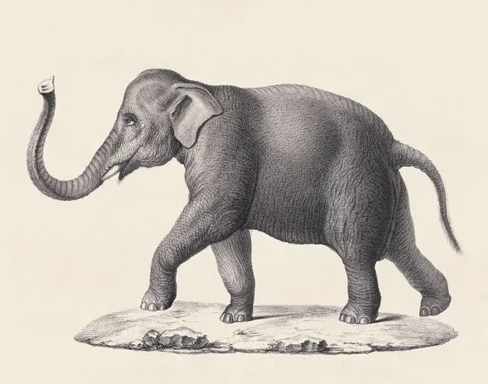 Framed Print : Elephant illustration. Pencil sketch of an elephant isolated on an aged beige background Framed Print : Elephant illustration. Pencil sketch of an elephant isolated on an aged beige background