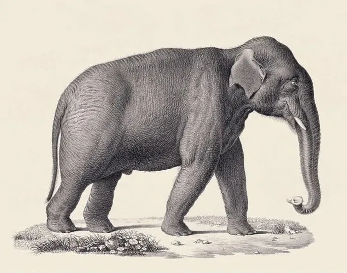 Framed Print : Elephant illustration. Pencil sketch of an elephant isolated on an aged beige background
