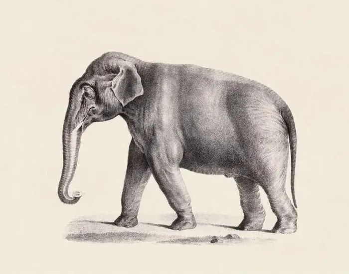 Framed Print : Elephant illustration. Pencil sketch of an elephant isolated on an aged beige background