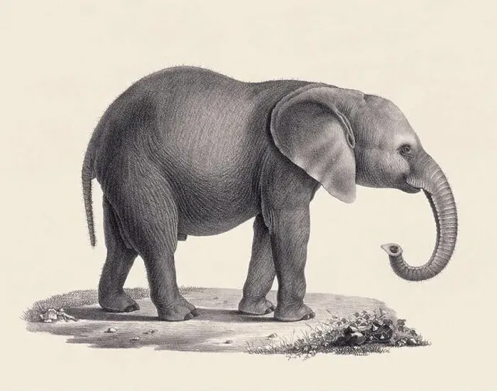 Framed Print : Elephant illustration. Pencil sketch of an elephant isolated on an aged beige background Framed Print : Elephant illustration. Pencil sketch of an elephant isolated on an aged beige background