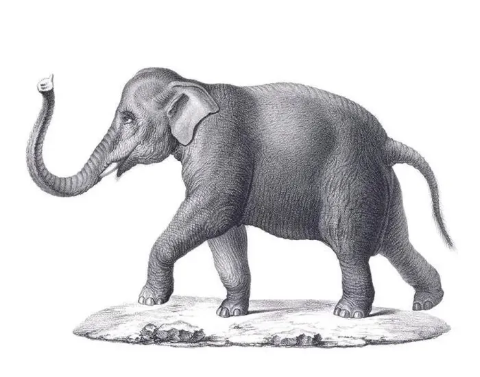 Framed Print : Elephant illustration. Pencil sketch of an elephant isolated on a plain white background Framed Print : Elephant illustration. Pencil sketch of an elephant isolated on a plain white background