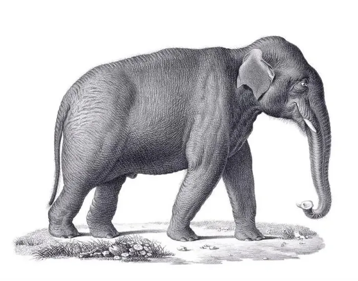 Framed Print : Elephant illustration. Pencil sketch of an elephant isolated on a plain white background Framed Print : Elephant illustration. Pencil sketch of an elephant isolated on a plain white background