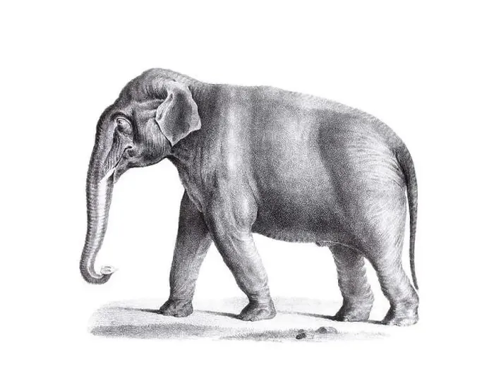 Framed Print : Elephant illustration. Pencil sketch of an elephant isolated on a plain white background Framed Print : Elephant illustration. Pencil sketch of an elephant isolated on a plain white background